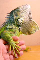 green iguana as a pet