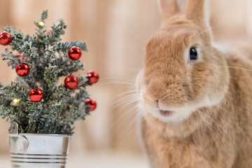 Small decorated Christmas tree with adorable Rufus Rabbit making cute facial expressions, selective focus