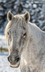 Fototapeta premium portrait of a horse