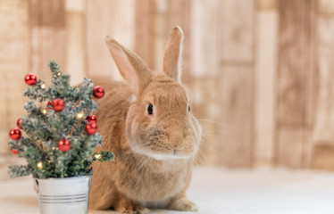 Adorable Rufus Rabbit looks very cute next to small decorated Christmas tree, selective focus