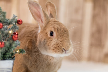 Adorable Rufus Rabbit looks very cute next to small decorated Christmas tree, selective focus