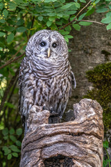 portrait of an owl
