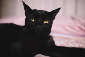 Black fluffy cat with beautiful yellow eyes and intense gaze lays on the bed in the bedroom. Portrait of a beautiful black kitten on a pink bed. Copyspace. Domestic and pet concept.
