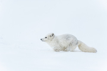 Fototapeta na wymiar Arctic fox run
