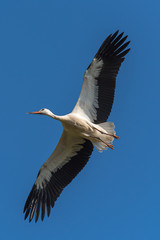 Fototapeta na wymiar Weißstorch im Flug mit blauen Himmel im Hintergrund
