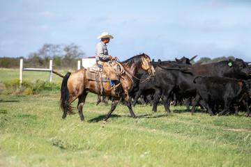 Working Texas Cowboy