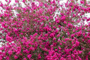 Lagerstroemia commonly known as crape myrtle is a genus of around 50 species of deciduous and evergreen trees and shrubs native to the Indian subcontinent, southeast Asia. - obrazy, fototapety, plakaty