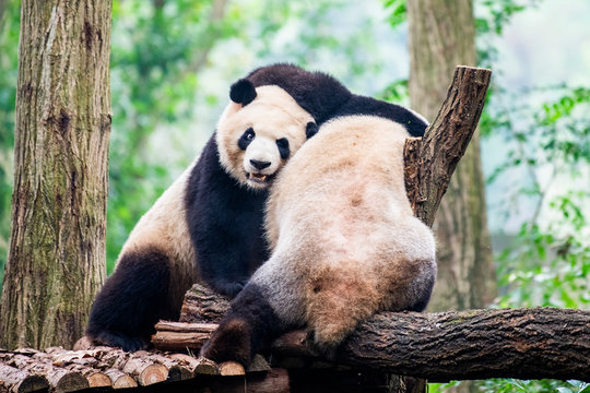 中国のパンダ