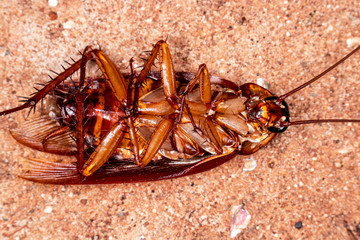 Closeup photo of a cockroach (Periplaneta americana). They transmit bacteria, fungi, protozoa, worms and viruses to humans. Urban, domestic Prague.