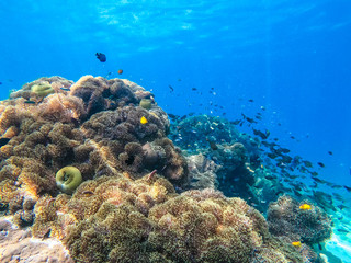 beautiful coral in diving spot at Nyuang Oo Phee Island