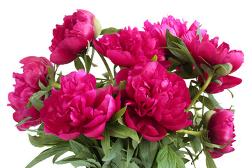 Bouquet of dark pink peonies on white background