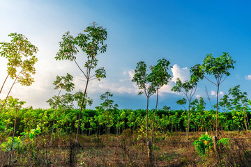 Plantation tree rubber or latex tree rubber in southern Thailand