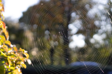 spider web