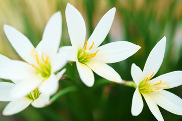 Fototapeta na wymiar close up of beautiful white rain lily flower