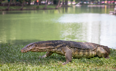 Water Monitor lizard in Bangkok Park, Thailand