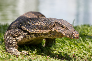 Water Monitor lizard in Bangkok Park, Thailand