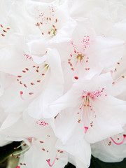 White rhododendron flowers, London, England