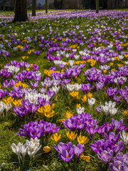 Field of Spring Crocus, Chelmsford, England