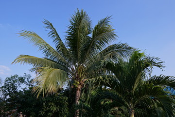 Beautiful coconut palm trees farm against blue sky in Thailand  