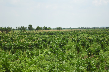 Fototapeta na wymiar tobacco plantations