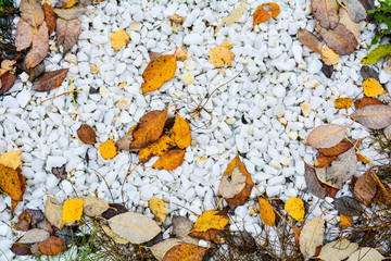 Dead fallen autumn golden leaves on white marble gravel. White pebbles stone