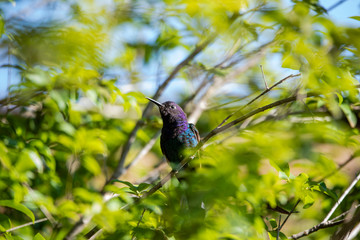 Hummingbird resting on jabuticaba tree branch while sunbathing, fantastic, perfect bird.