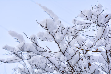 Tree branches covered with snow on blue sky background