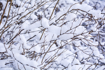 Snow covered bush branches. Fluffy snow on tree branches