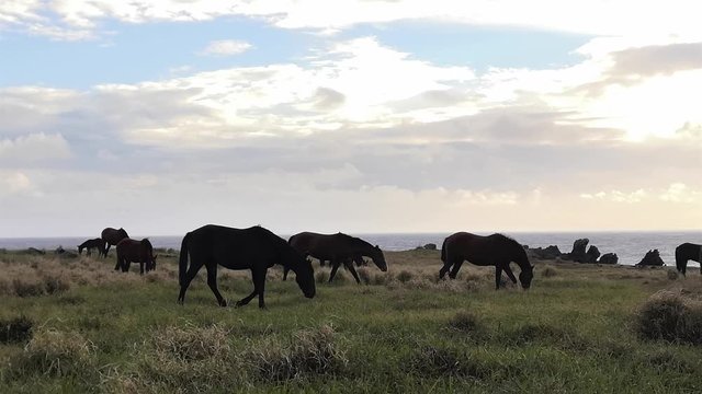 Rapa Nui Horses at Sunset (Easter Island).  