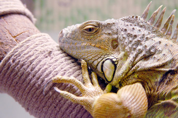 green iguana on a branch