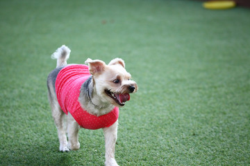 Happy puppies in a private playground
