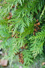 Cypress cedar tree branch with bunch of brown cones. Evergreen thuja bush