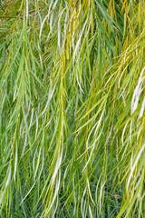 Weeping willow tree foliage background. Weeping willow branches, green leaves