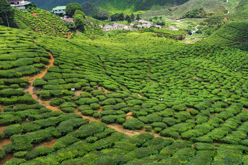 tea plantation