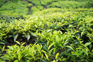 tea plantation