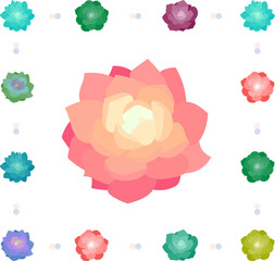 Illustration of simple flowers and succulents