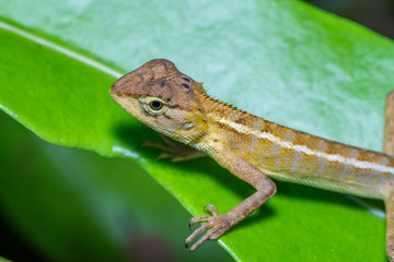 Beautiful brown chameleon