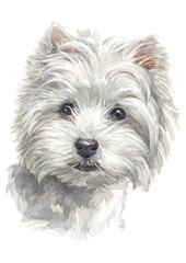Water colour painting of West Highland White Terrier 016