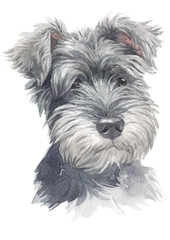 Water colour painting of Miniature Schnauzer 020