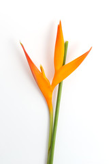 orange bird flower of paradise on white backgroung