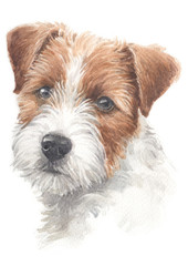 Water colour painting of Jack Russell Terrier 030