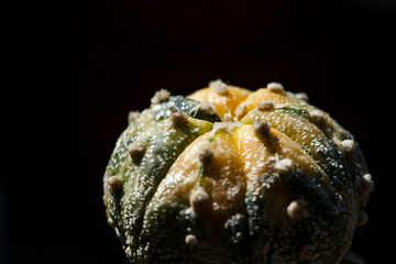 Cactus Astrophytum asterias