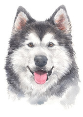 Water colour painting of Siberian Husky 031