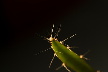 Cactus Hylocereus undatus