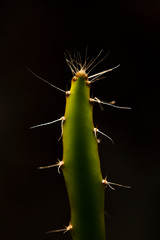 Cactus Hylocereus undatus