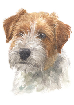 Water colour painting of Jack Russell Terrier 032