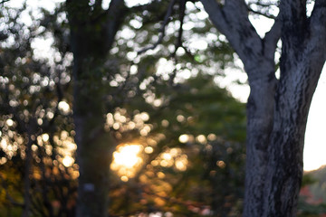 Fototapeta premium into the green