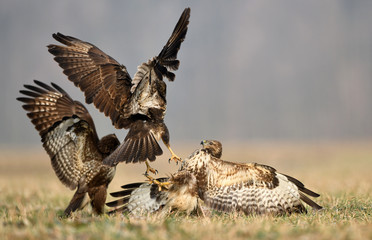 Common buzzard (Buteo buteo) in fight