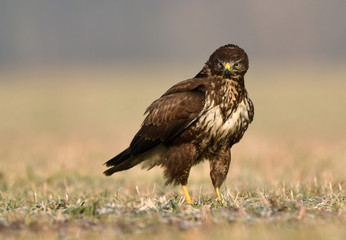 Common buzzard (Buteo buteo) close up