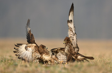 Common buzzard (Buteo buteo) in fight